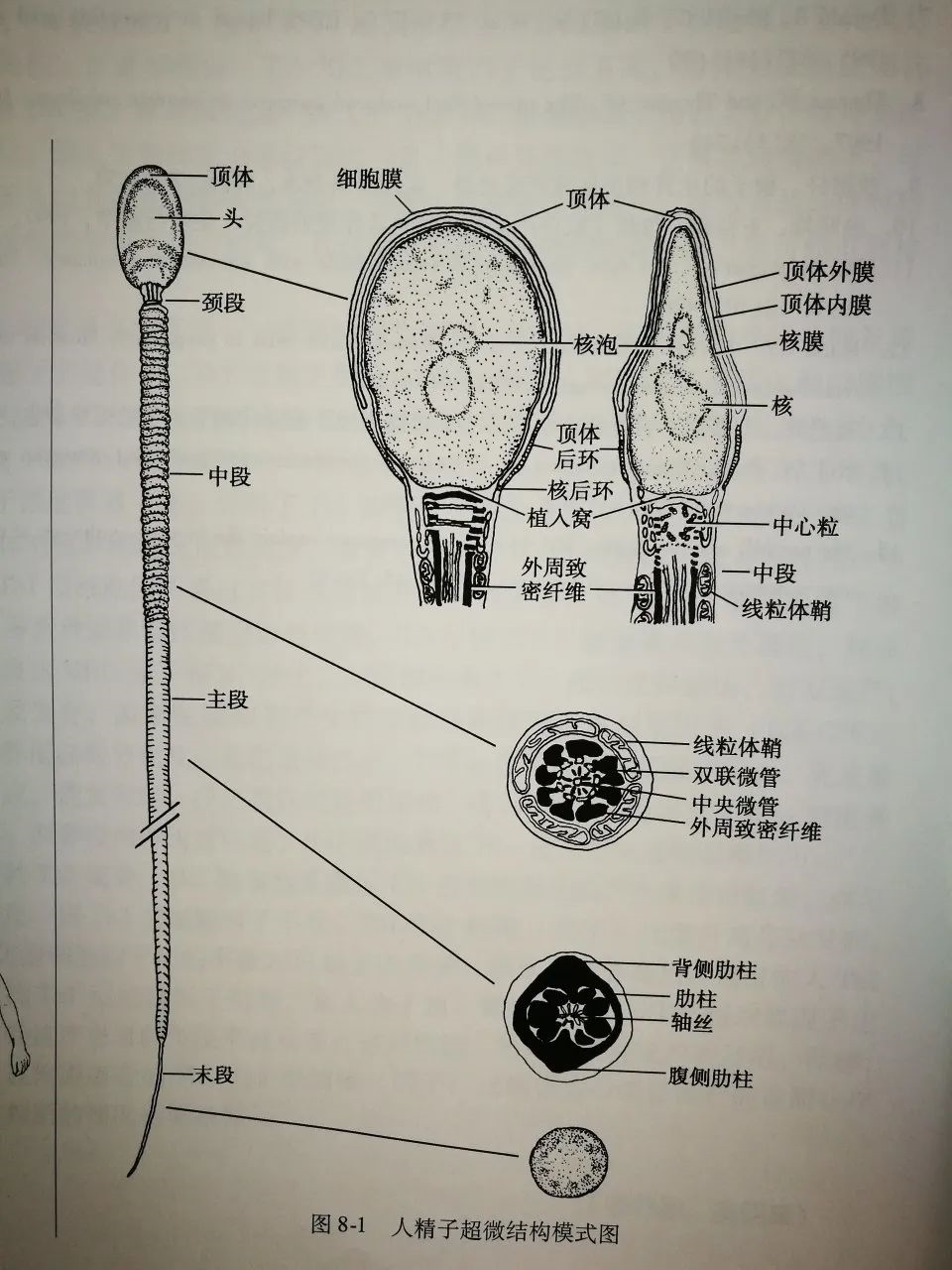 人类精子到底如何推进的?科学家被骗了300多年