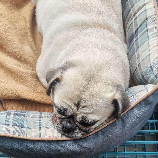 对决问题-乌撒之猫-旅法师营地