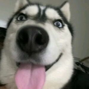 用户头像